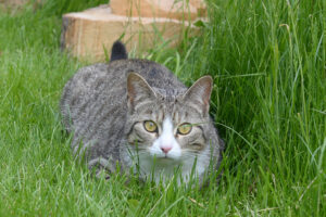 Willi